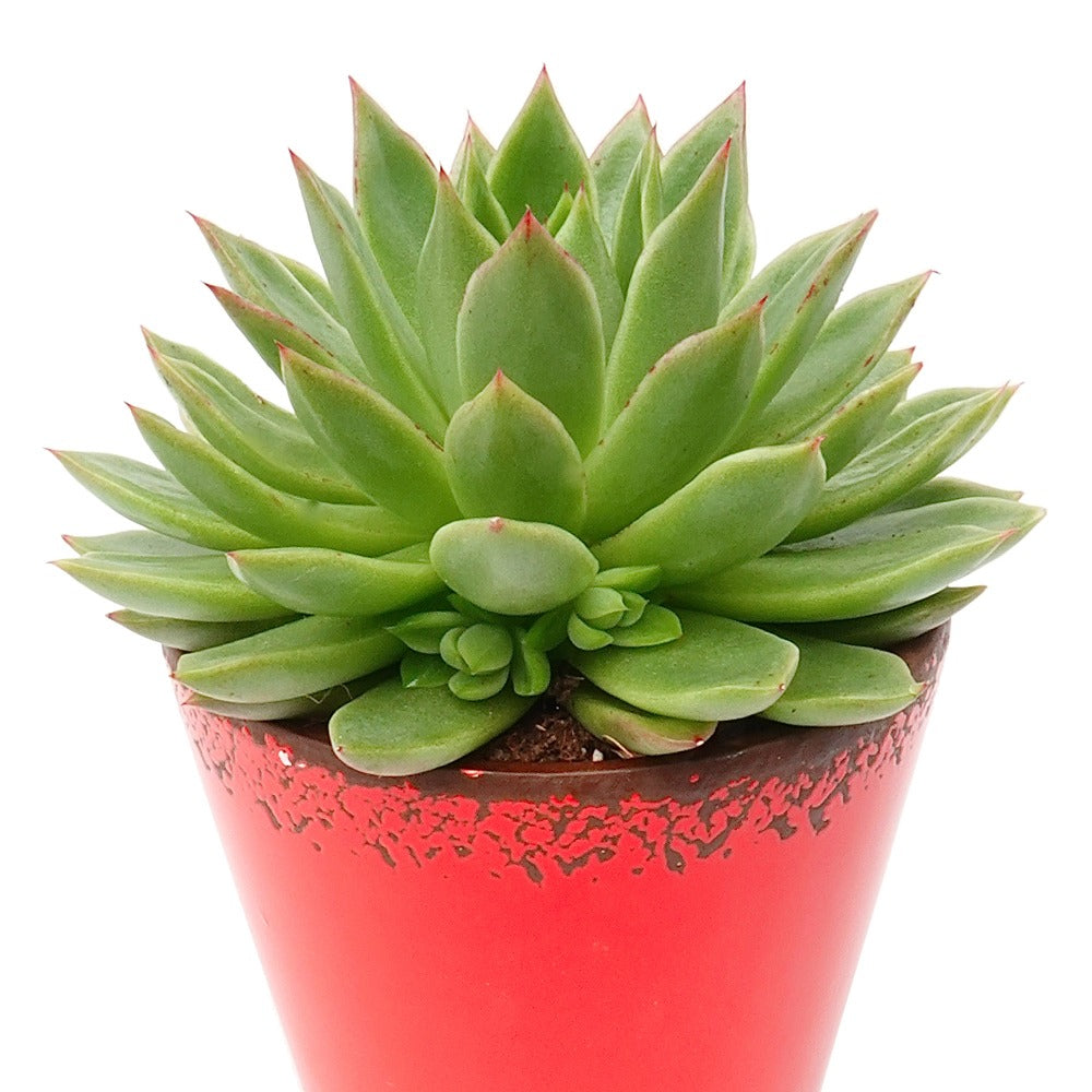 Bakker Echeveria Agavoides plante grasse pot 12cm