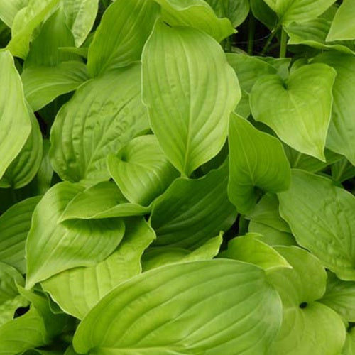 Bakker Hosta Hadspen White vivace pot Ø 9cm ombre