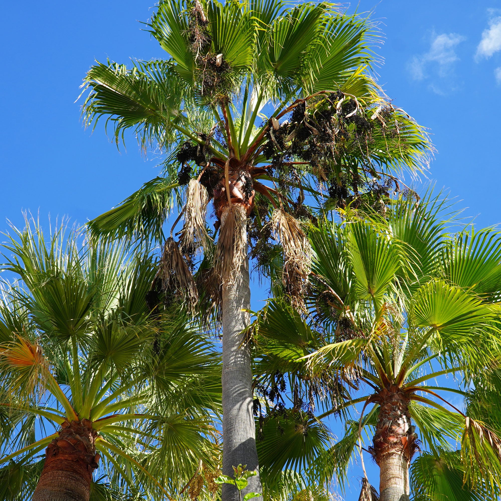 Bakker Palmier à jupon du Mexique pot 11cm Washingtonia robusta