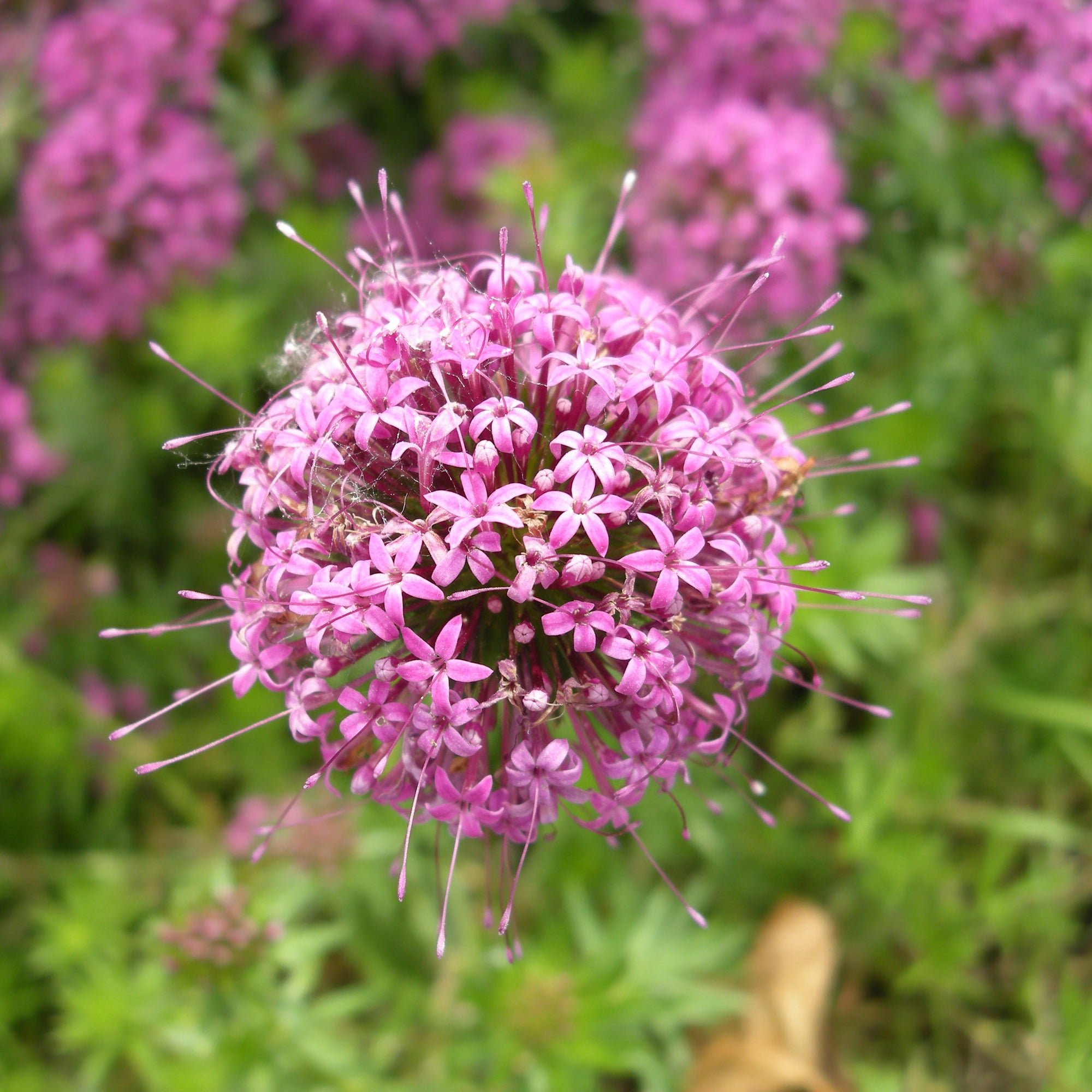 Bakker Vivaces Crucianelle Phuopsis vivace pot 9cm couvre-sol rose