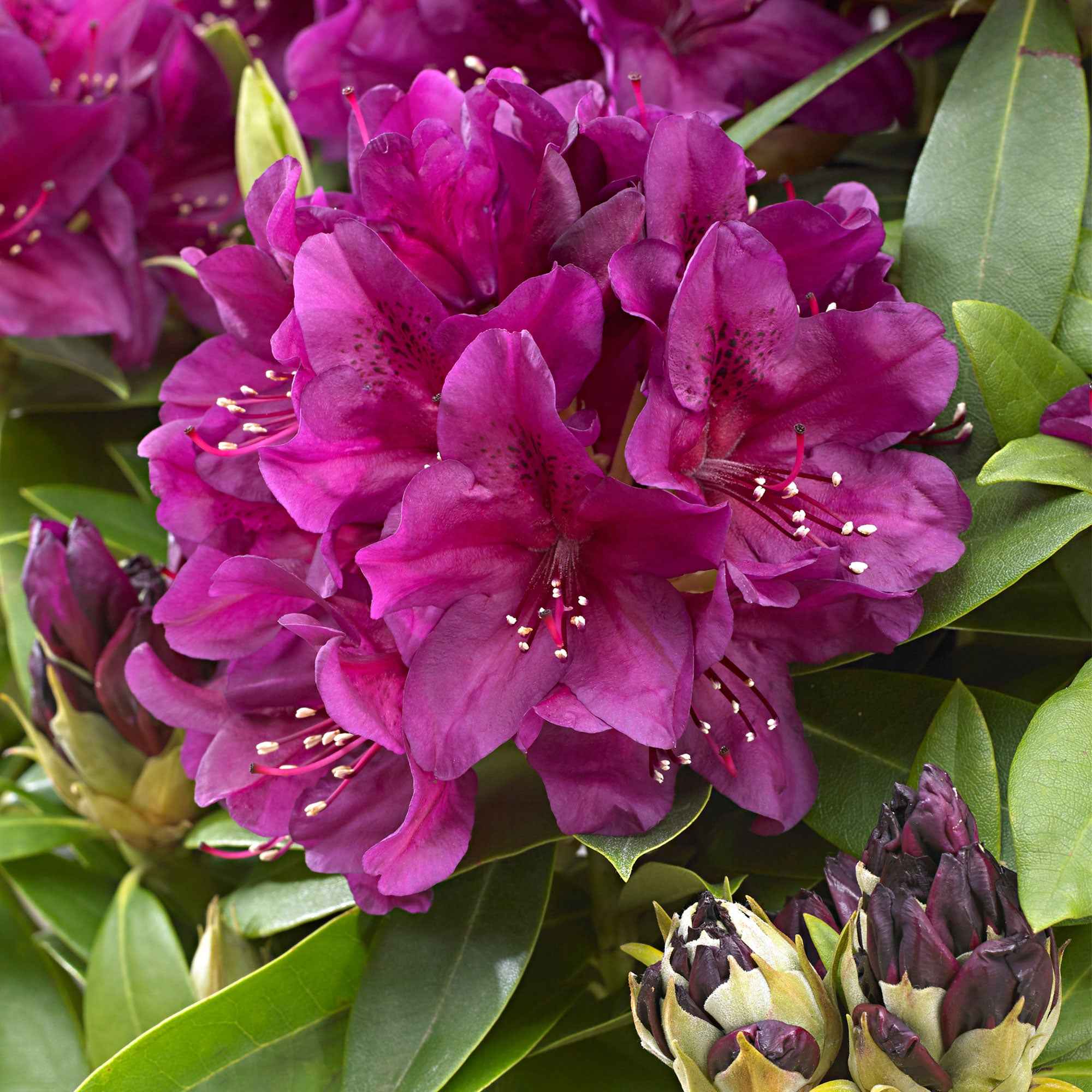 Bakker Rhododendron Polarnacht arbuste fuchsia pot 3L
