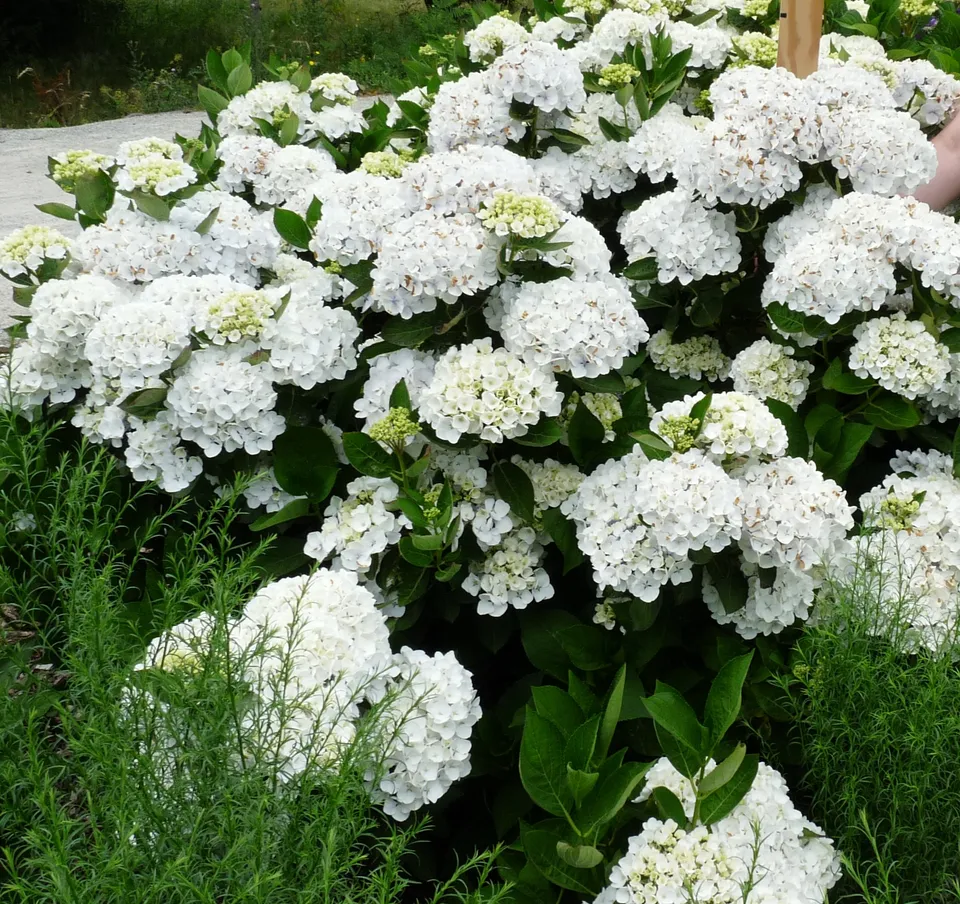 Les Hortensias du Haut Bois Holibel hortensia fleurs rondes blanc