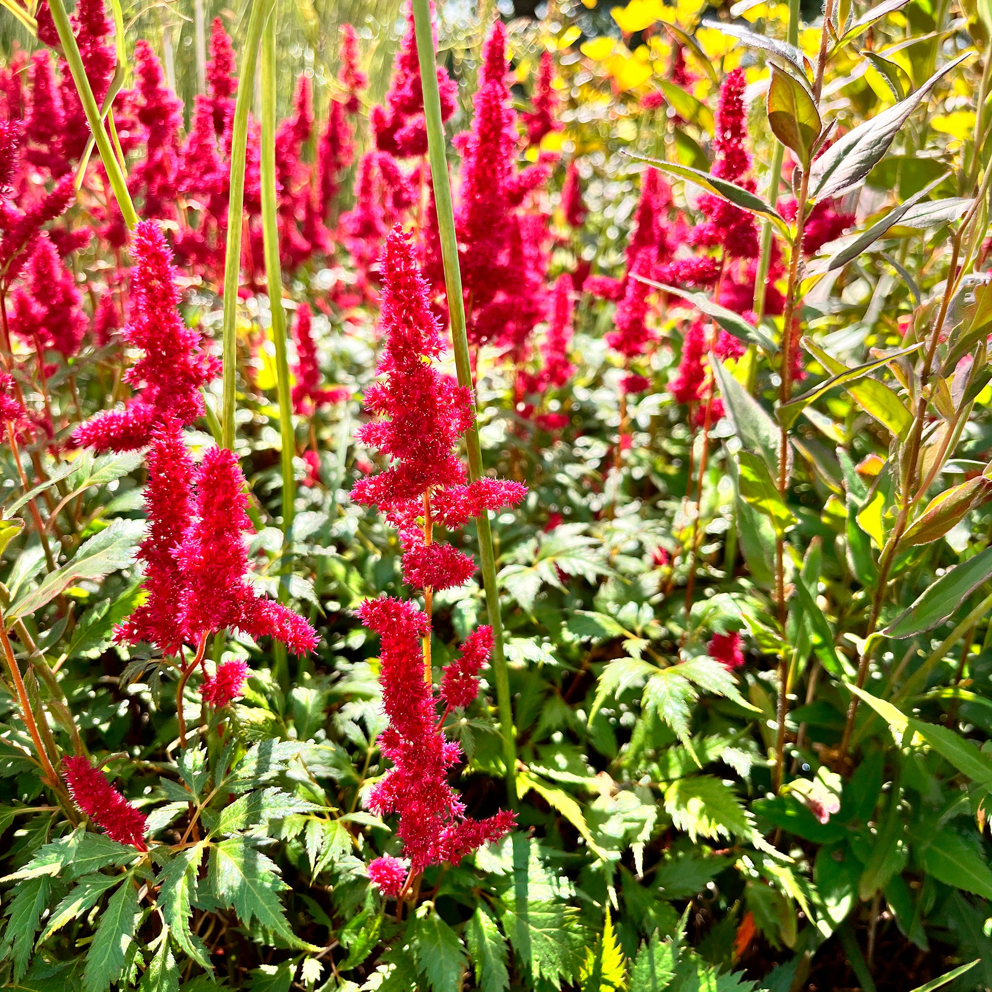 Bakker Vivaces Astilbe d'Arends Fanal vivace pot 9cm rouge ombre