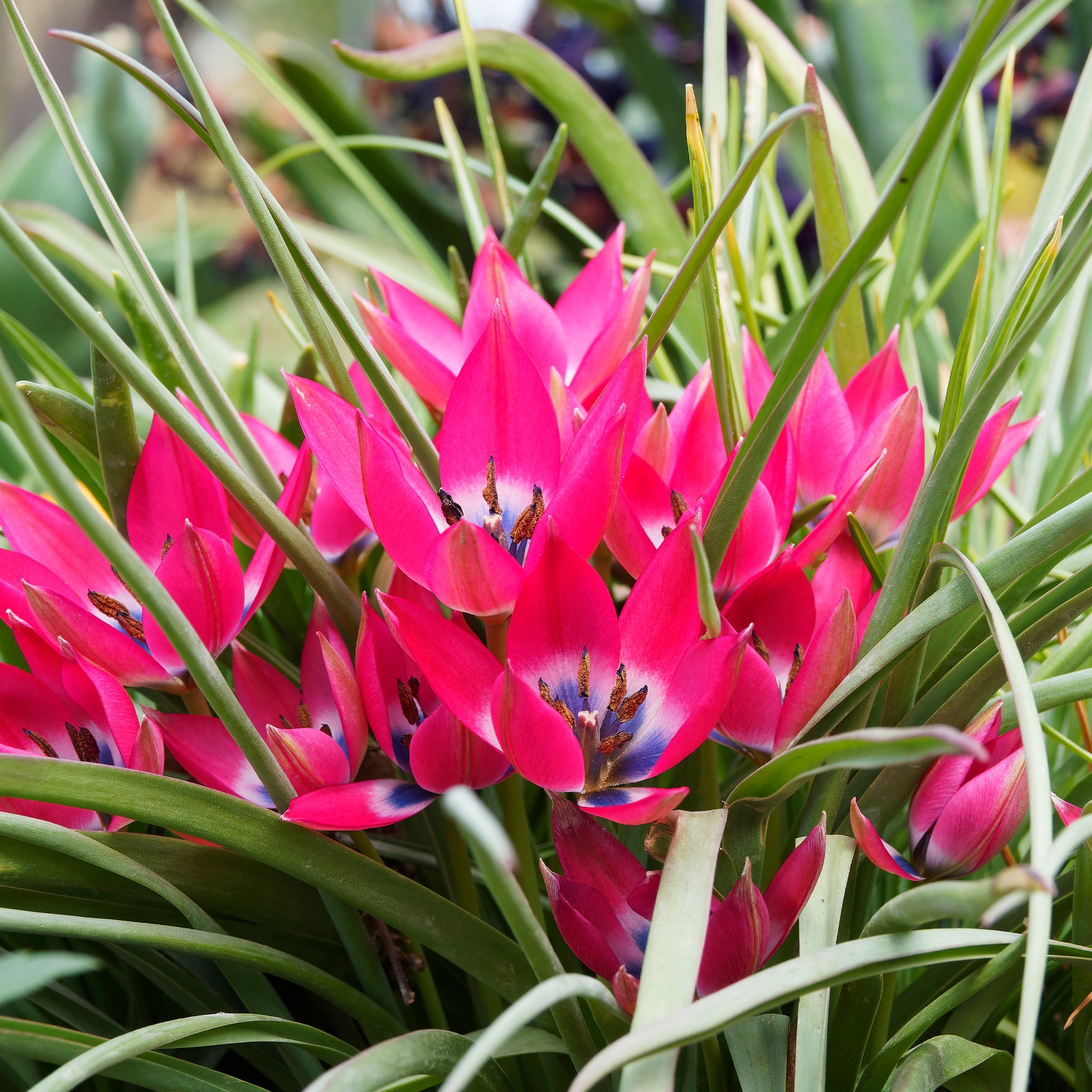 Bakker Little Beauty tulipes botaniques 10 bulbes rose violet
