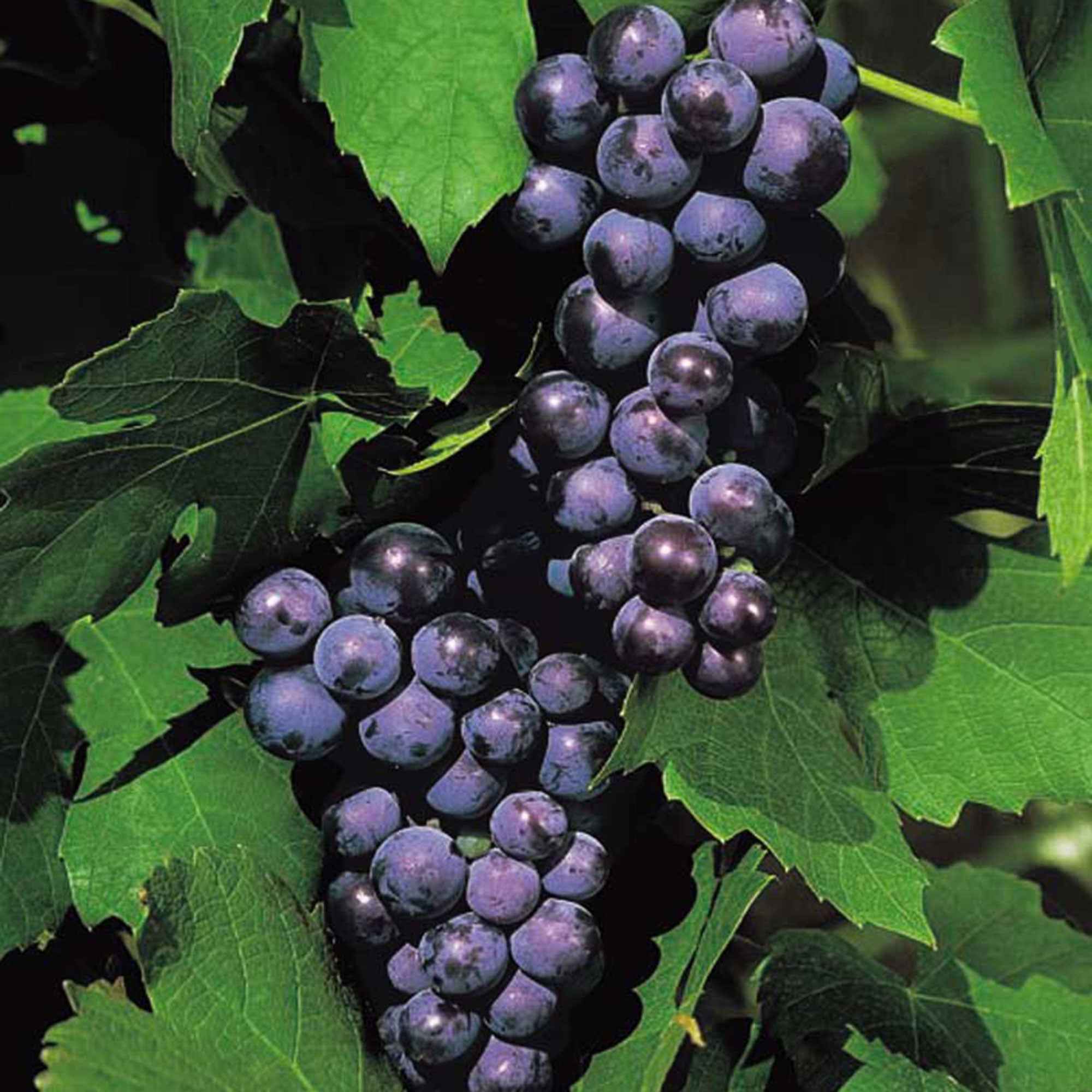 Bakker Vigne Boskoop Glory fruitier pot 2L 50-60cm raisin bleu