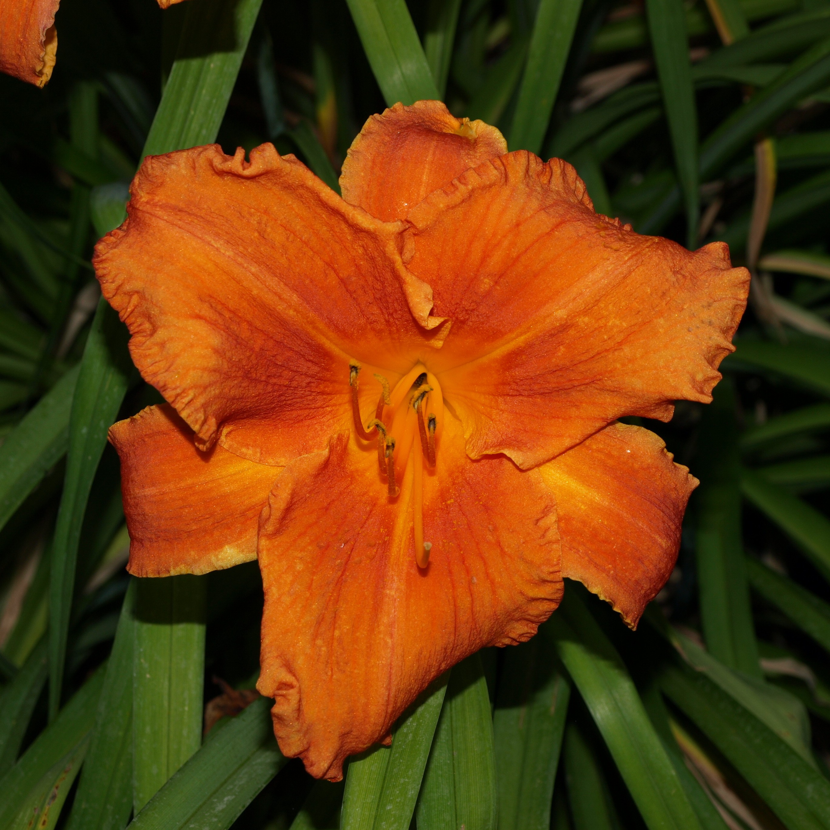 Passion Vivaces Hemerocallis Hot Wire hémérocalle pot 1L orange