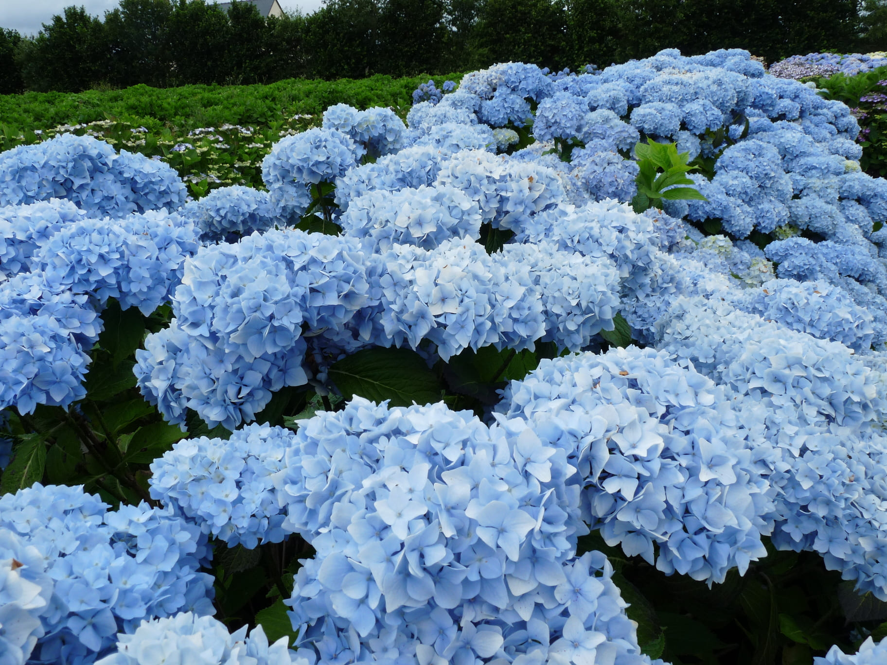 Vicomtesse de Vibraye hortensia boule rose pâle