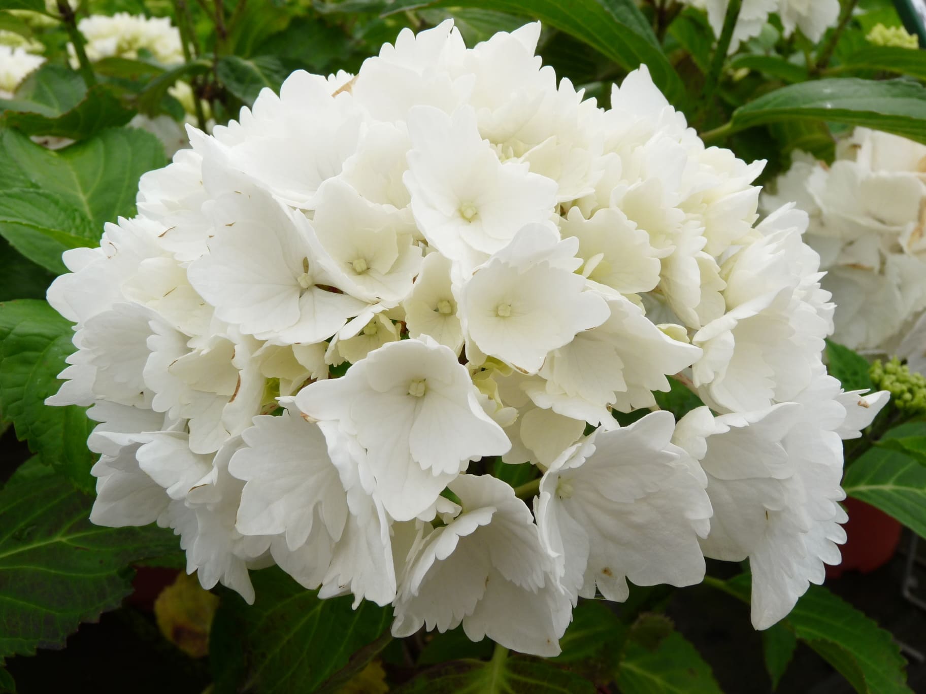 Les Hortensias du Haut Bois Schneeball hortensia boule godet