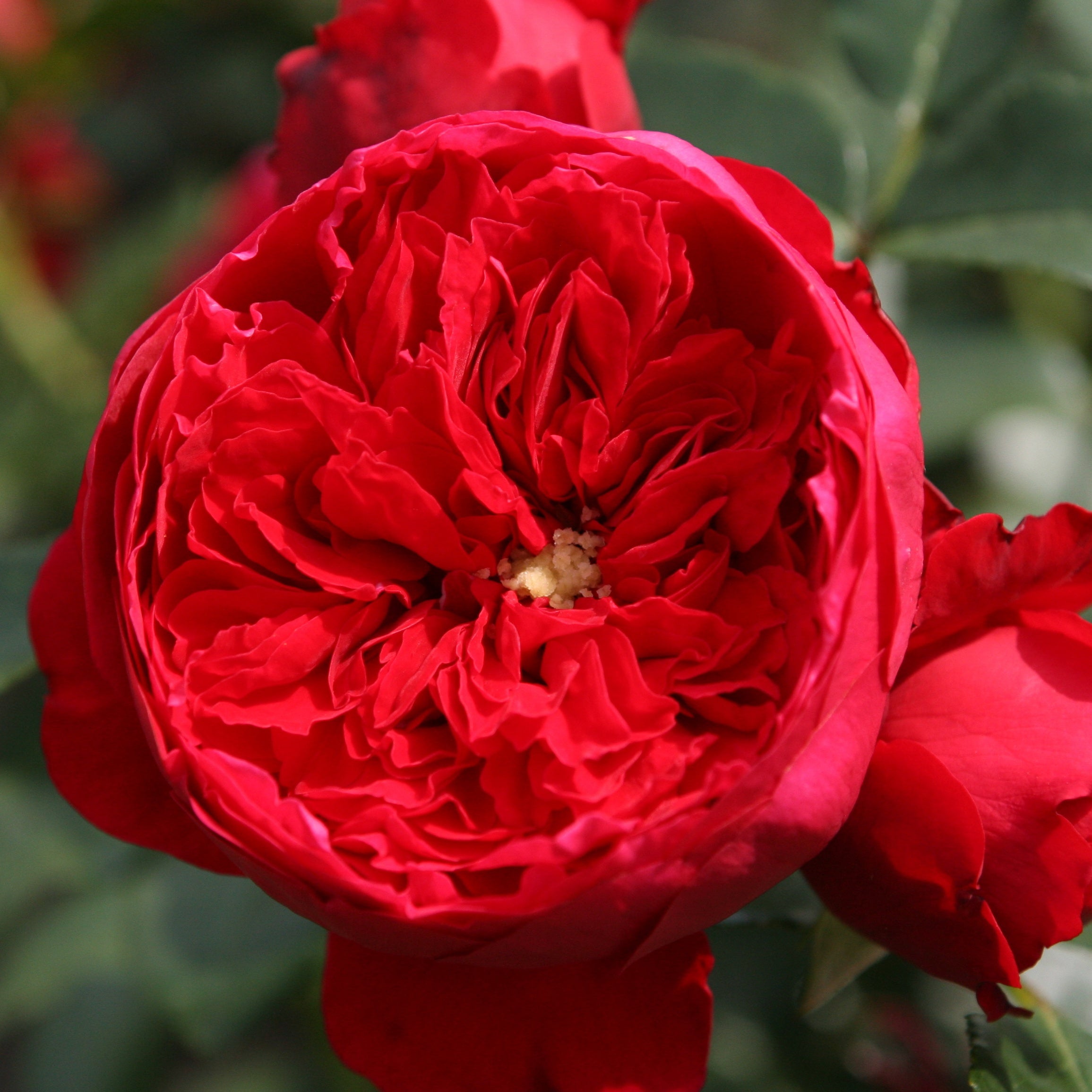 Bakker Florentina rosier grimpant pot 4L fleurs rouges