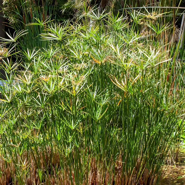 Bakker Papyrus feuilles alternes plante bassin pot Ø 9cm 150cm