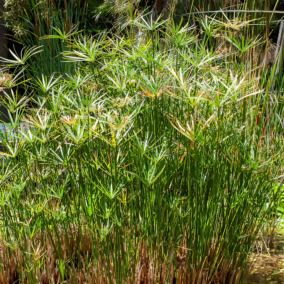 Bakker Papyrus feuilles alternes plante bassin pot Ø 9cm 150cm