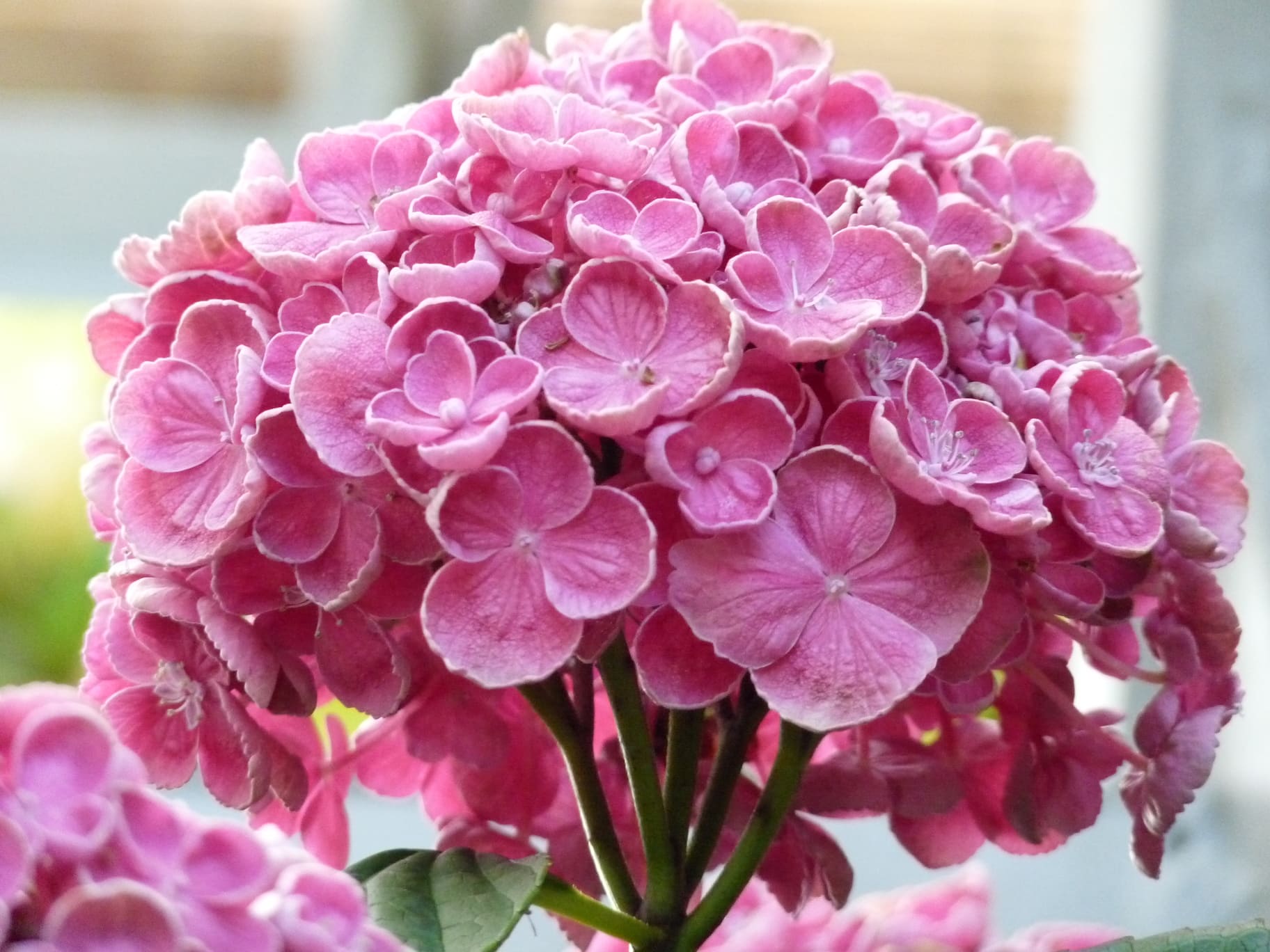 Les Hortensias du Haut Bois Hop corn hortensia boule godet