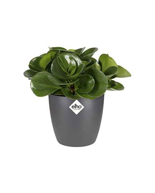 Elho Brussels cache-pot rond anthracite 12,5 cm
