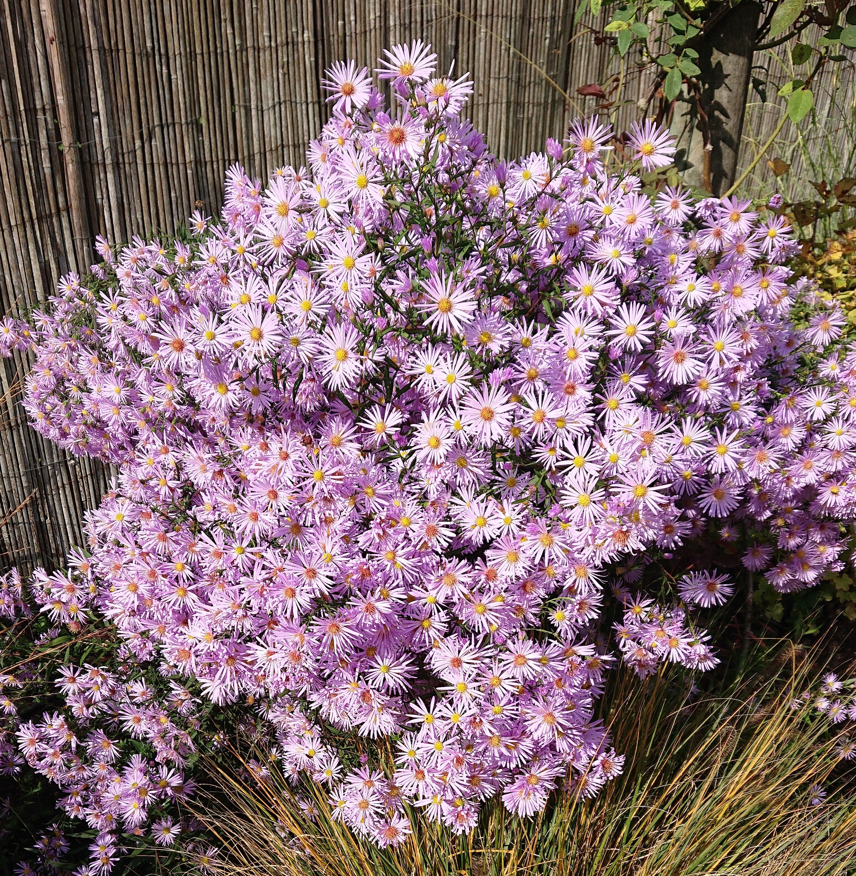 Passion Vivaces ASTER X Henri Pico vivace godet mauve pâle tardif