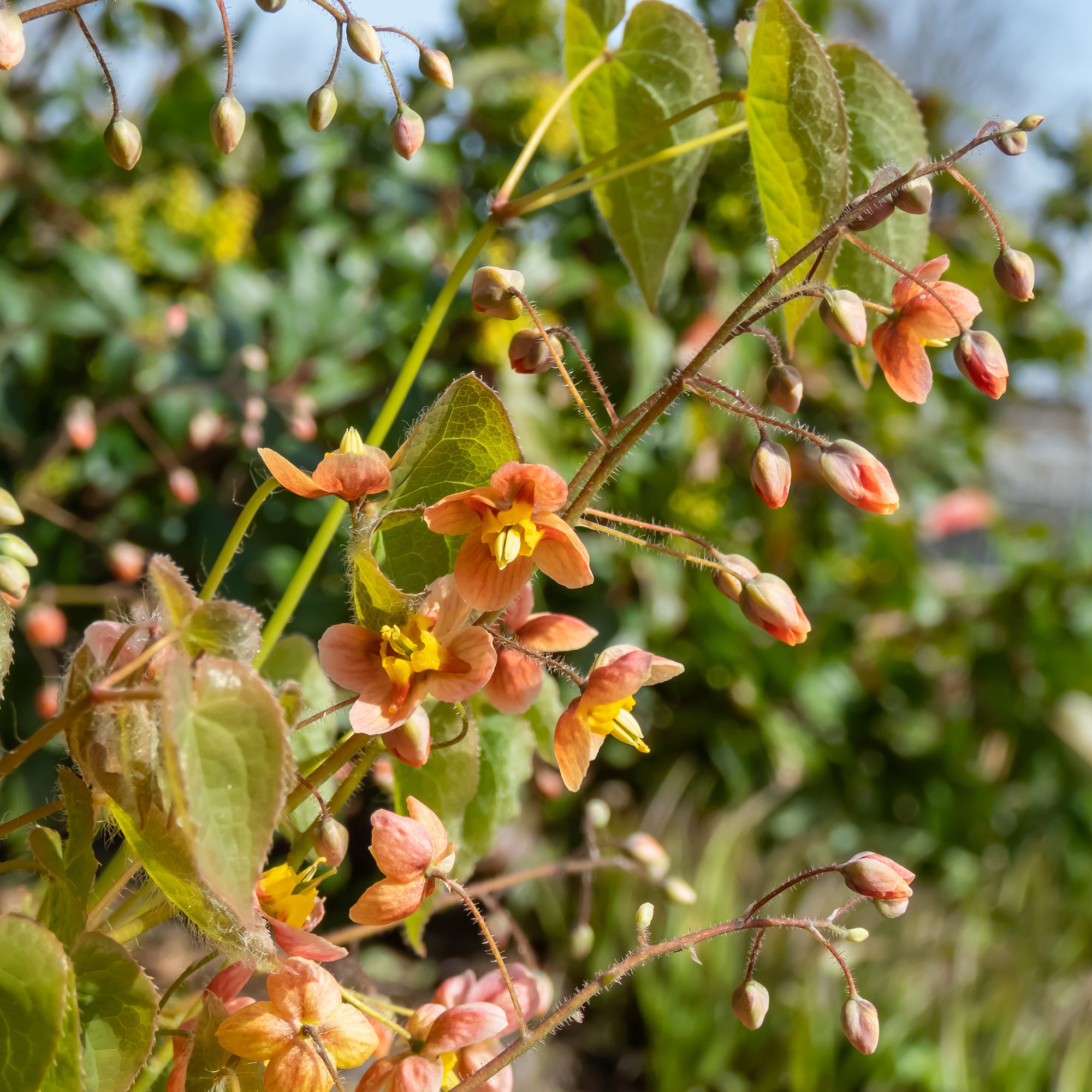 Bakker Epimedium warleyense vivace pot Ø 9 cm orange