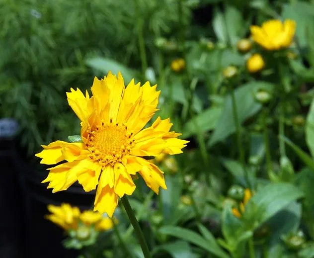 Passion Vivaces Coreopsis Jethro Tull coréopsis 1L jaune d'or