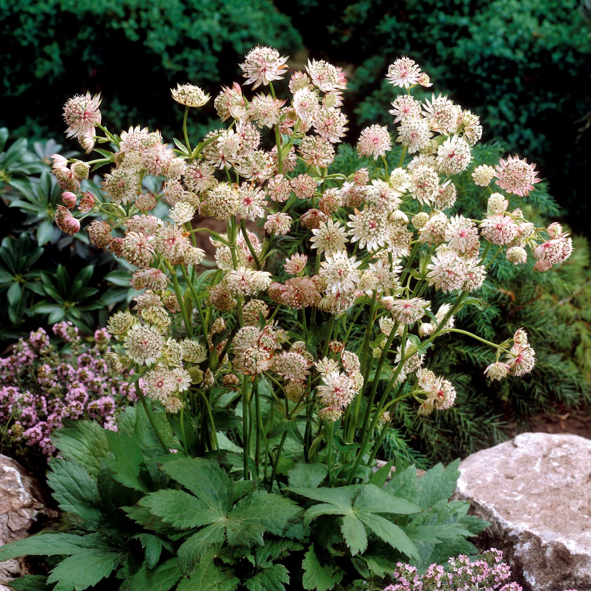 Bakker Astrances blanches plante vivace 2 racines nues à couper