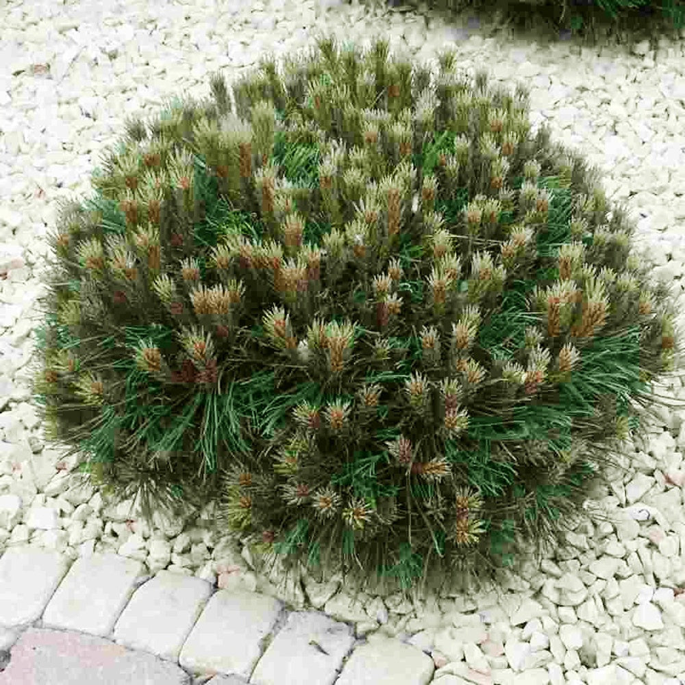 Bakker Pin nain Marie Brégeon conifère pot 4L rustique
