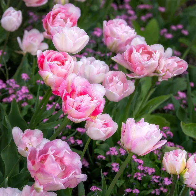 Bakker Bulbes à fleurs Tulipe Angélique double rose 10 bulbes