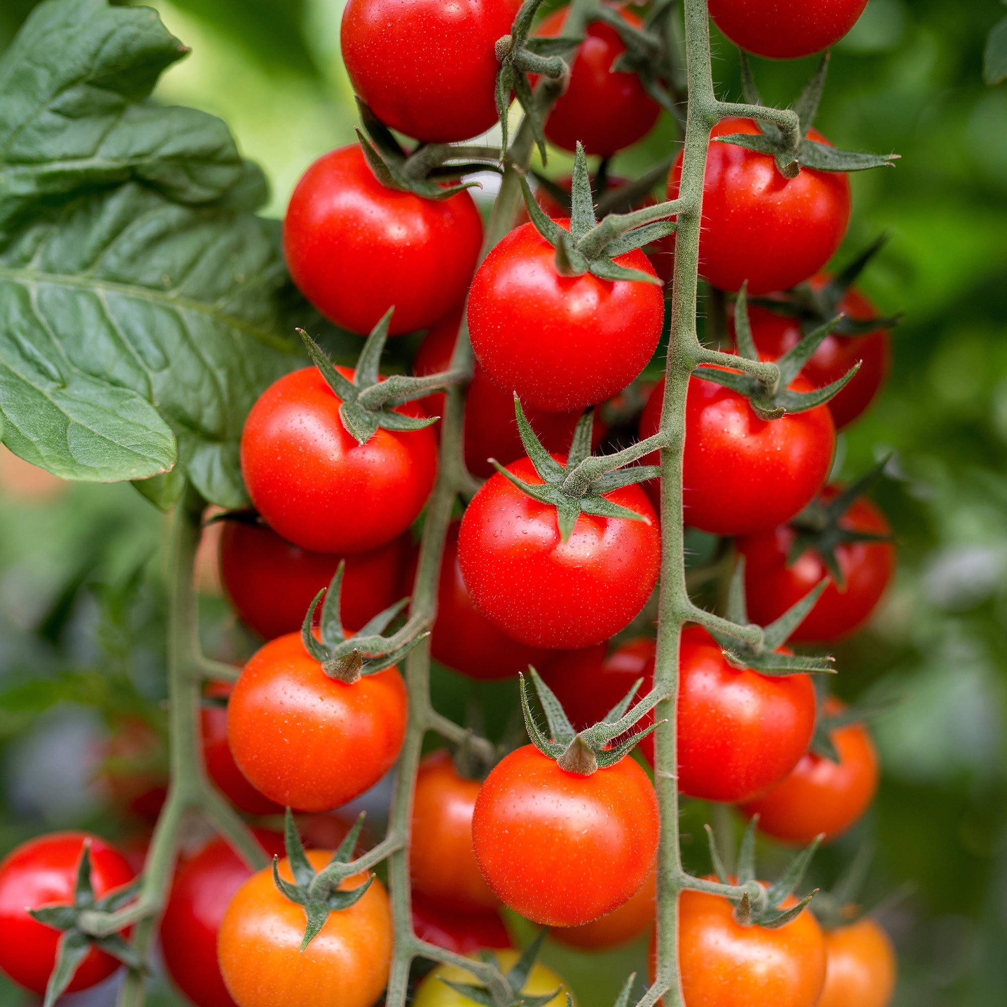 Bakker Tomate cerise Sweet Baby sachet 0,2g sucrée