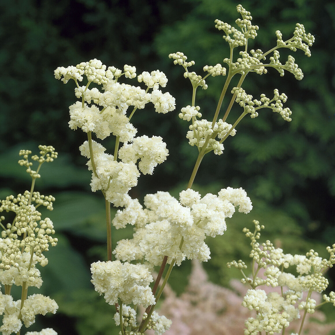 Bakker Reine des prés Plena vivace pot 9cm fleurs doubles blanches