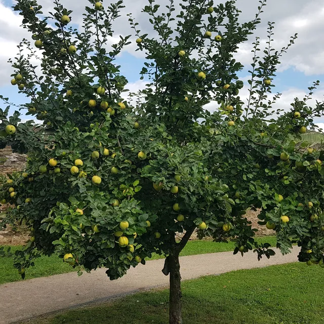 Bakker Cognassier arbre fruitier pot 3L 80-100cm