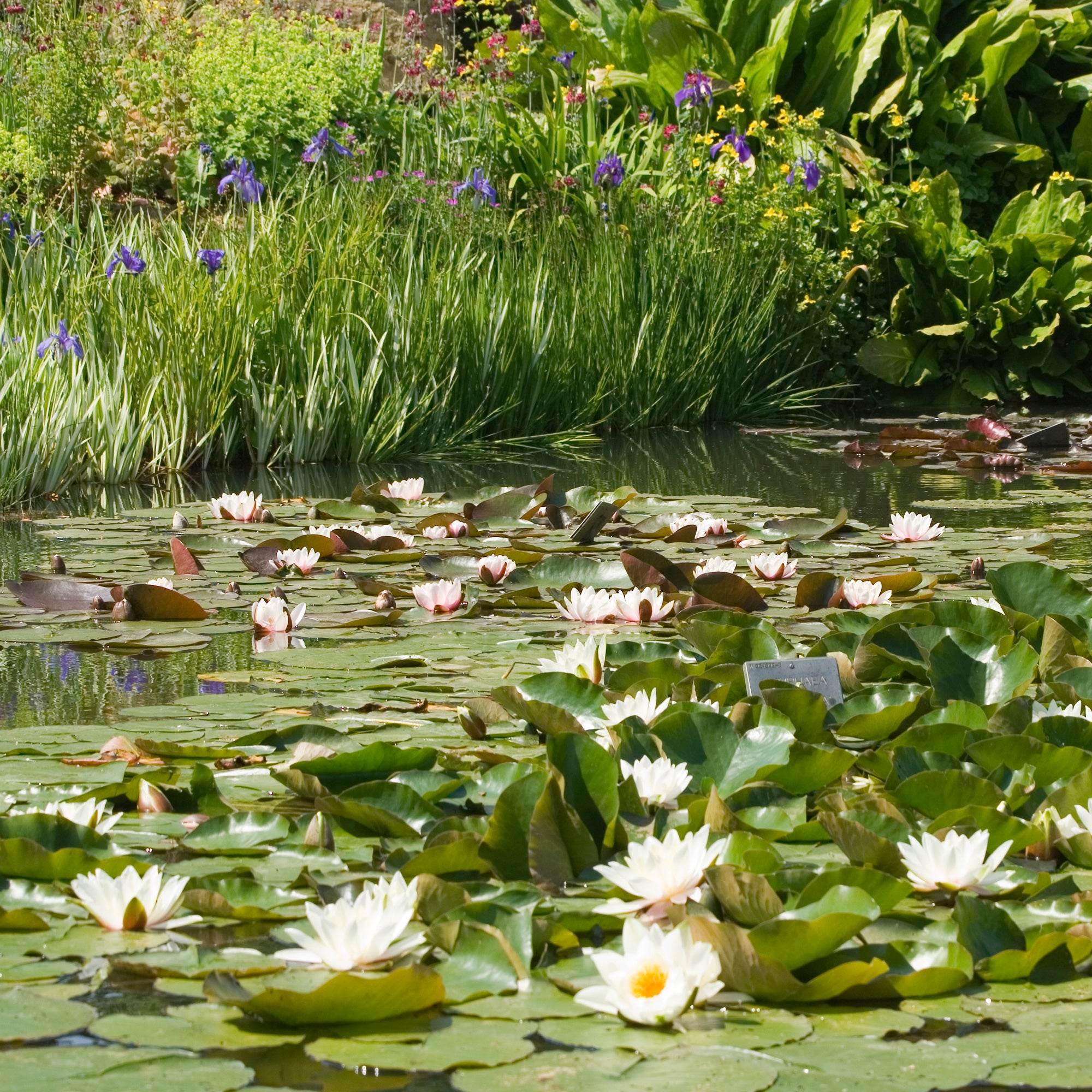 Bakker Nénuphar blanc Nymphaea alba pot Ø9 cm bassin