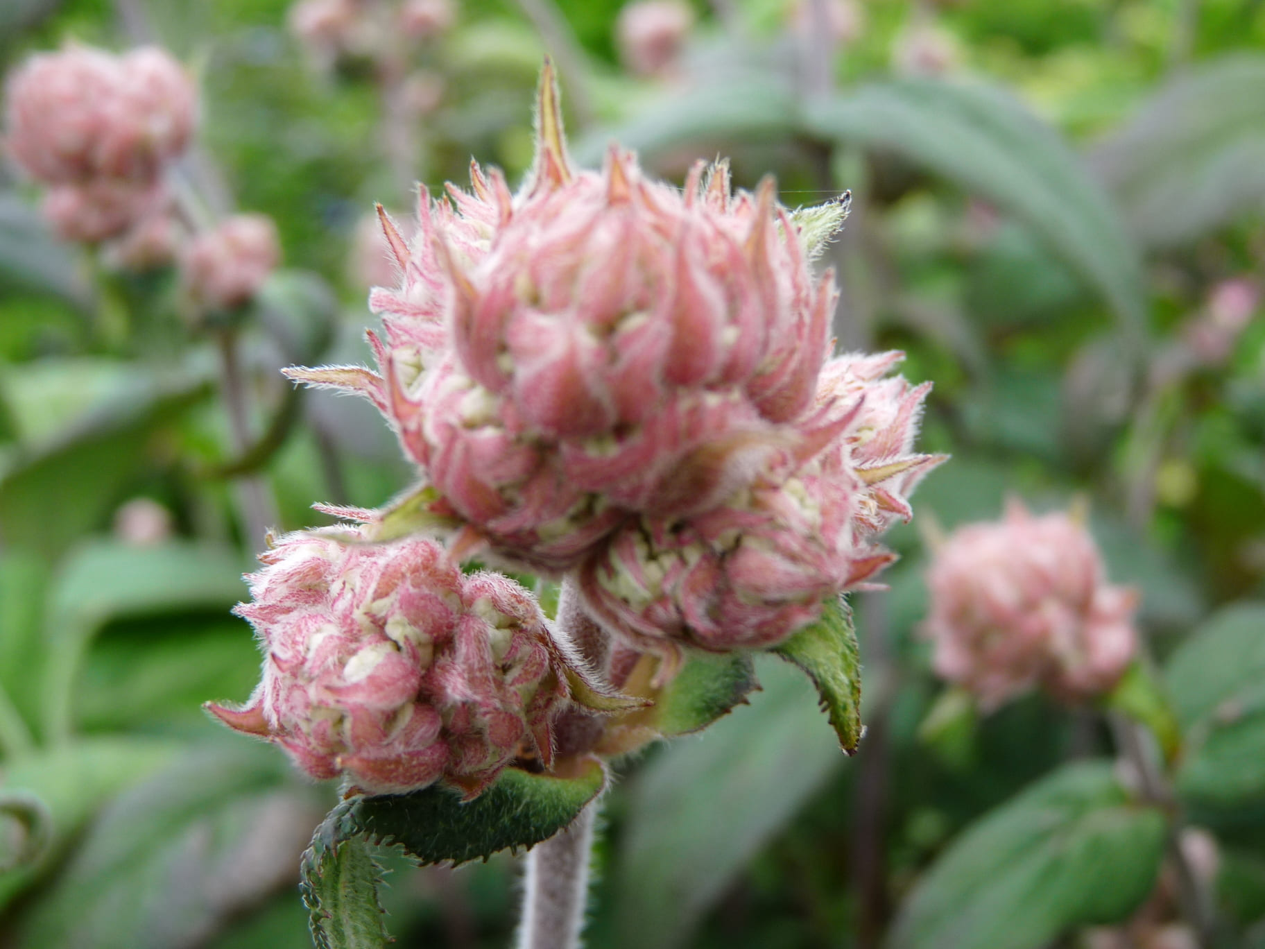 Les Hortensias du Haut Bois Mauvette hortensia aspera godet mauve