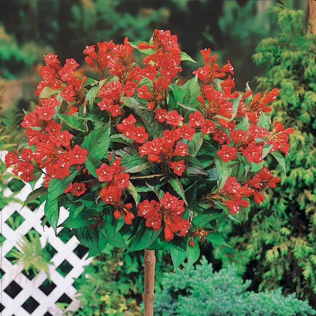 Bakker Weigelia rouge sur tige arbuste racine nue 60 cm