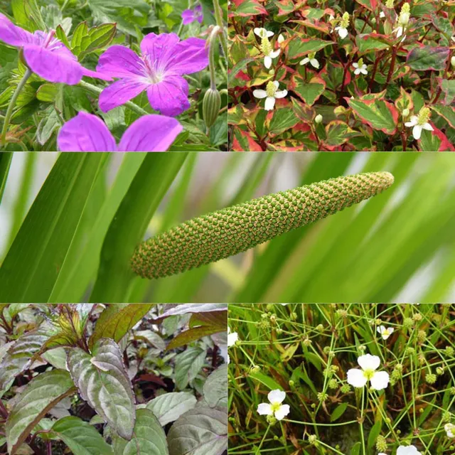 Bakker Plantes de bassin parfumées mélange 5 pots Ø9cm