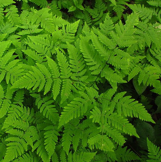 Passion Vivaces Gymnocarpium dryopteris fougère pot 1L ombre