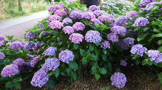 Les Hortensias du Haut Bois Splendens hortensia boule rouge