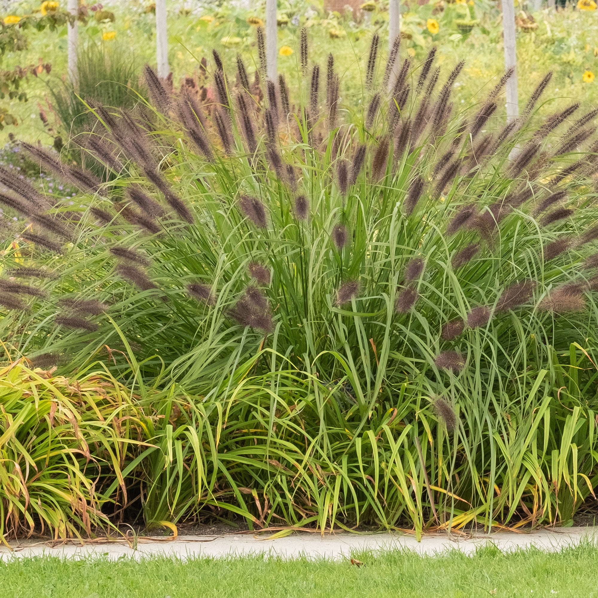 Bakker Plantes d'extérieur Herbe aux écouvillons Viridescens 9cm
