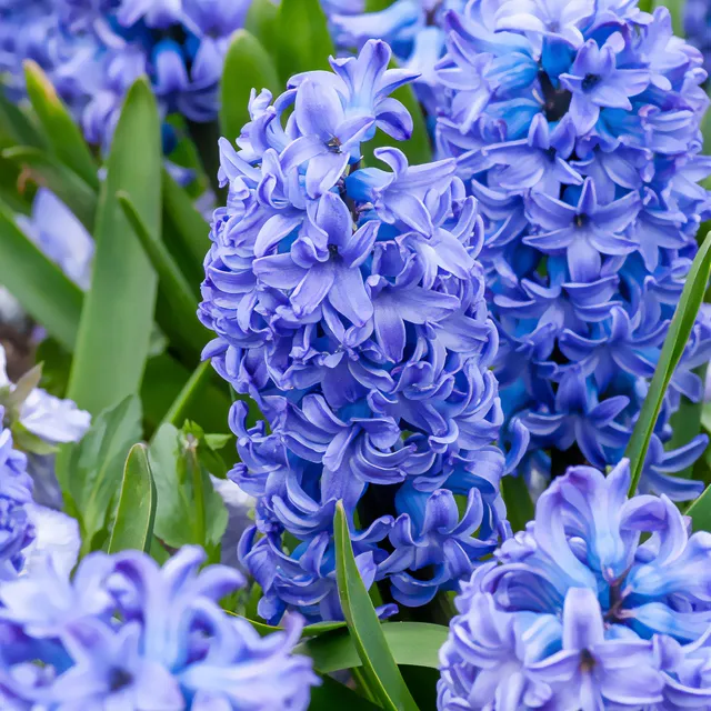 Bakker Jacinthe Delft Blue sachet 3 bulbes fleur bleue parfumée