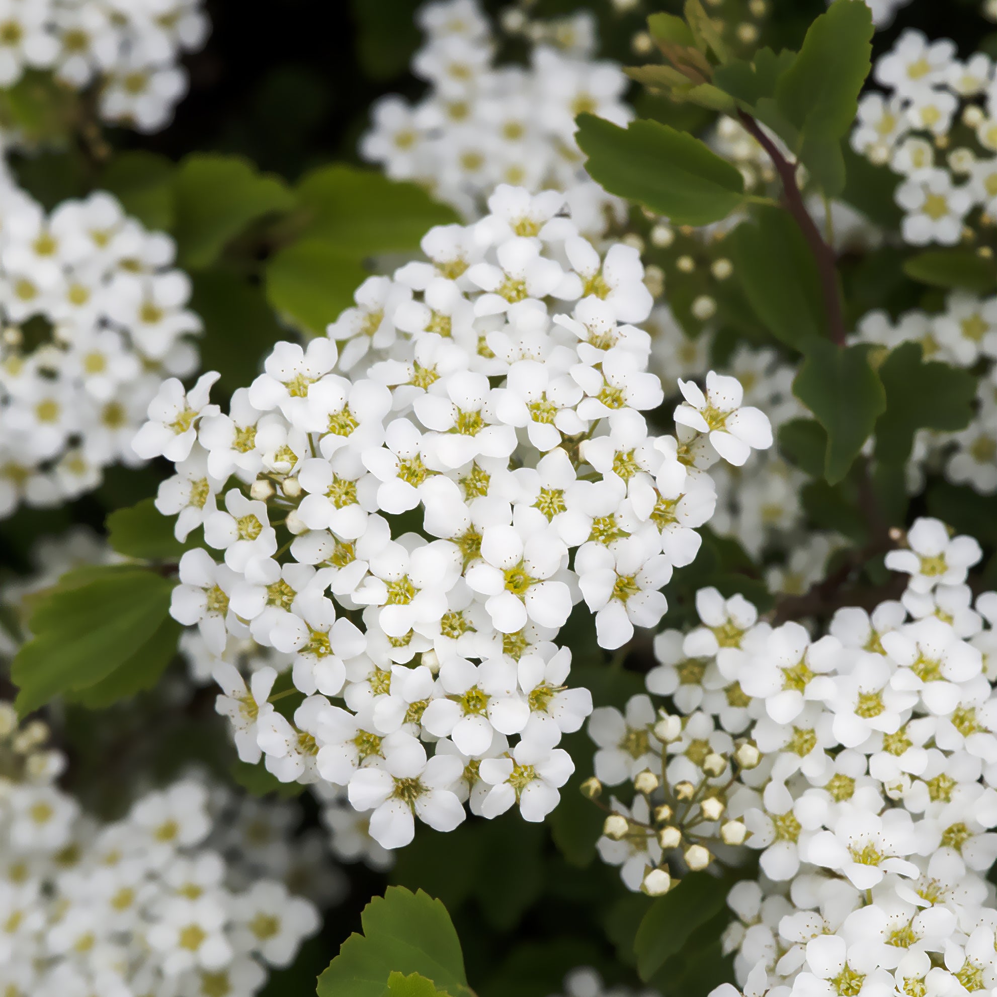 Bakker Spirée Tor Spiraea betulifolia arbuste blanc Ø 9cm