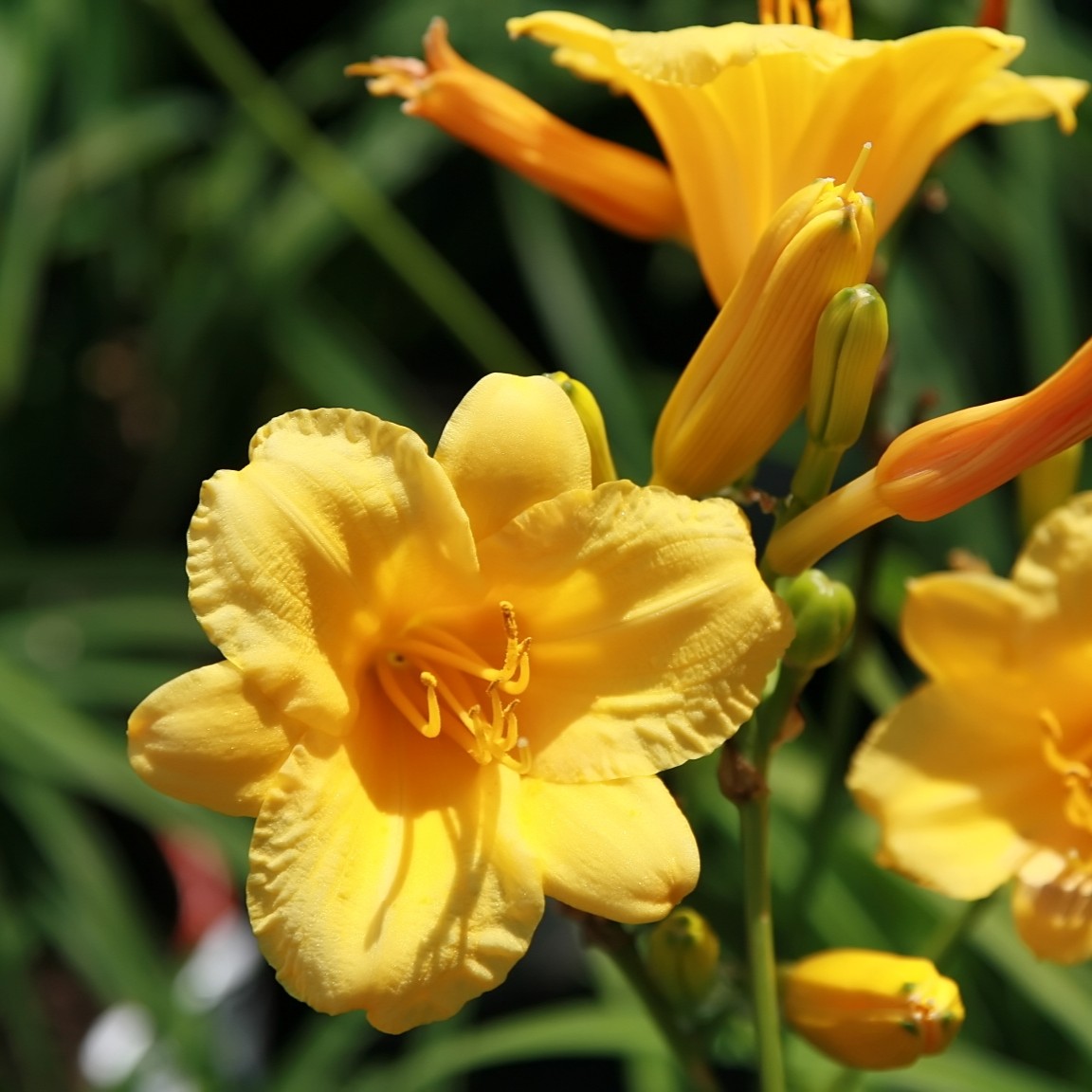 Passion Vivaces Hemerocallis Stella de Oro hémérocalle pot 1L jaune or