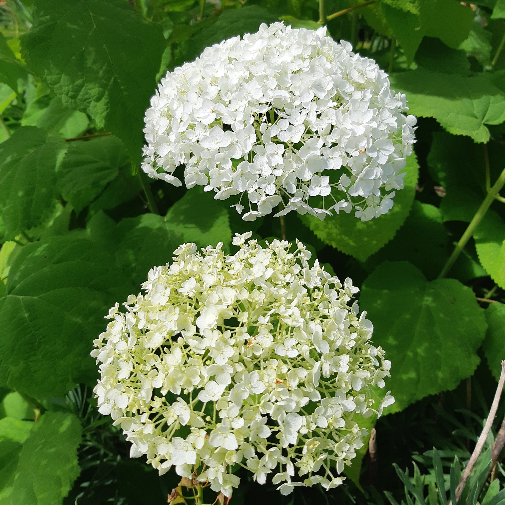 Bakker Strong Annabelle hortensia blanc pot 3L tiges rigides