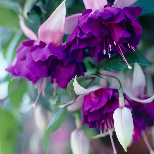 Bakker Royal Mosaic 3 Fuchsias retombants plante balcon