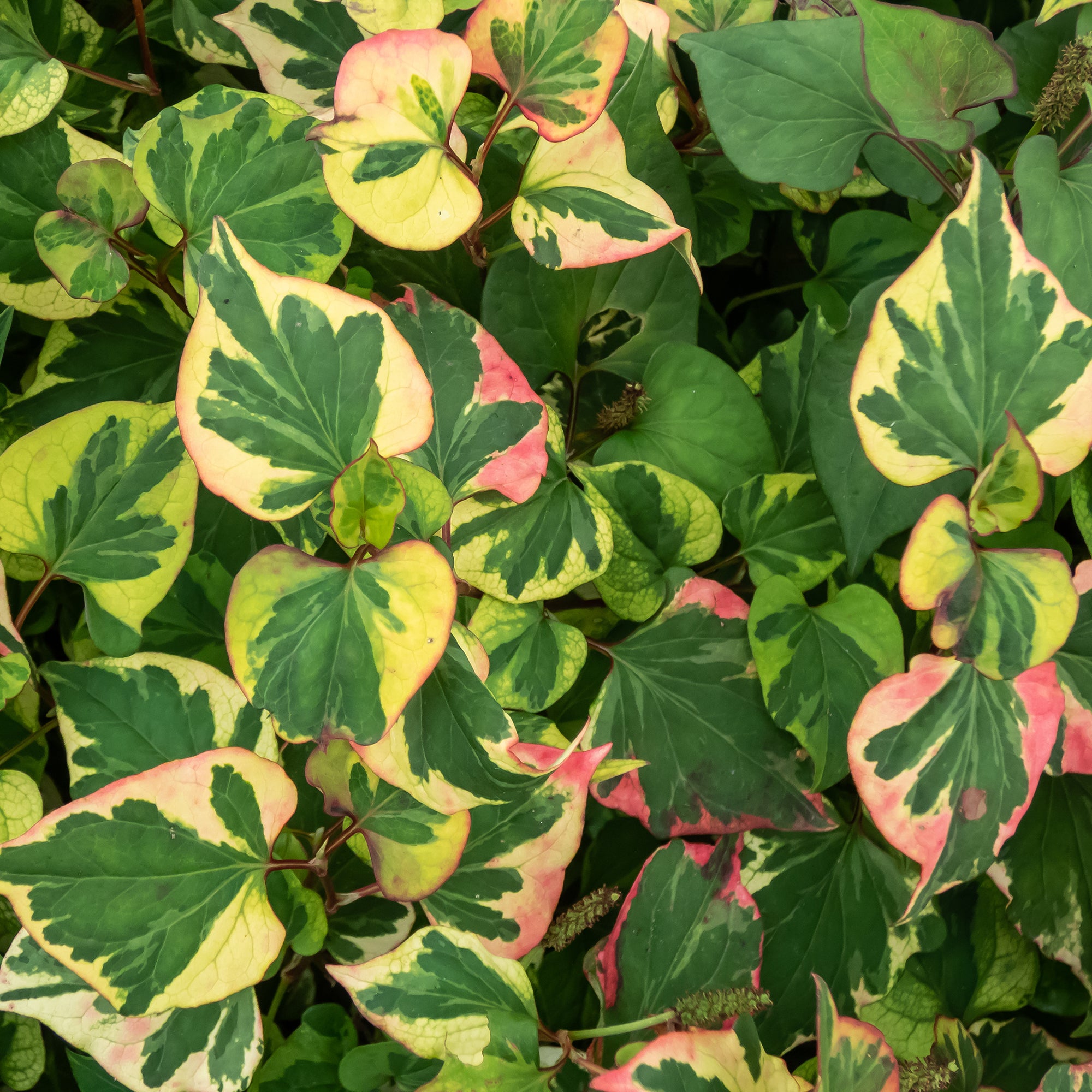 Bakker Plantes de bassin Houttuynia cordata Chameleon plante de bassin pot 9cm