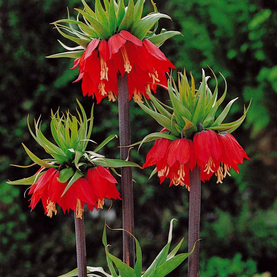 Bakker Couronne impériale rouge bulbe 1 bulbe floraison avril
