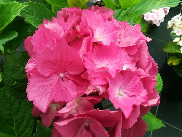Les Hortensias du Haut Bois Neu Friesdorf hortensia macrophylla fleurs rondes godet