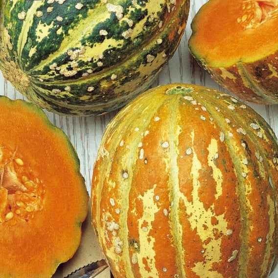 Bakker Oranje Ananas melon chair orange 9 graines