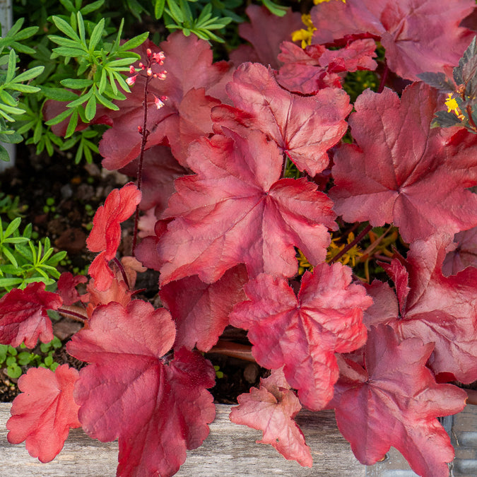 Bakker Plantes vivaces Heuchère Fire Chief vivace pot 9cm rouge