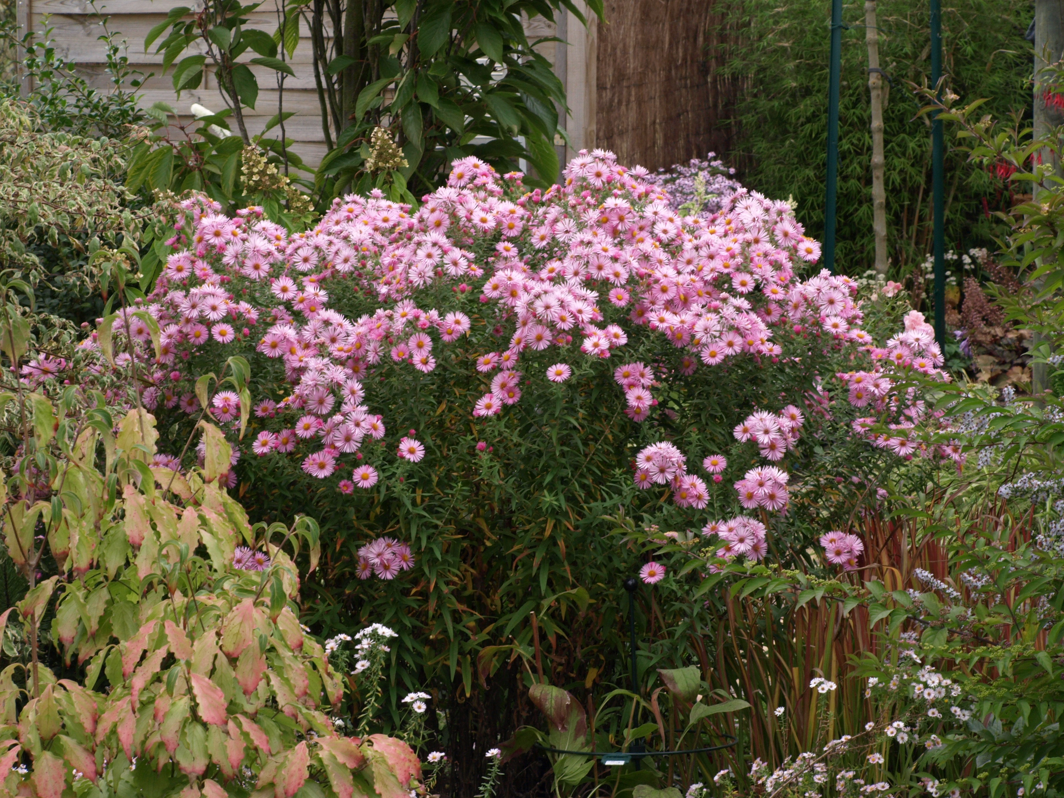 Passion Vivaces aster Madame Loyau plante vivace godet rose clair