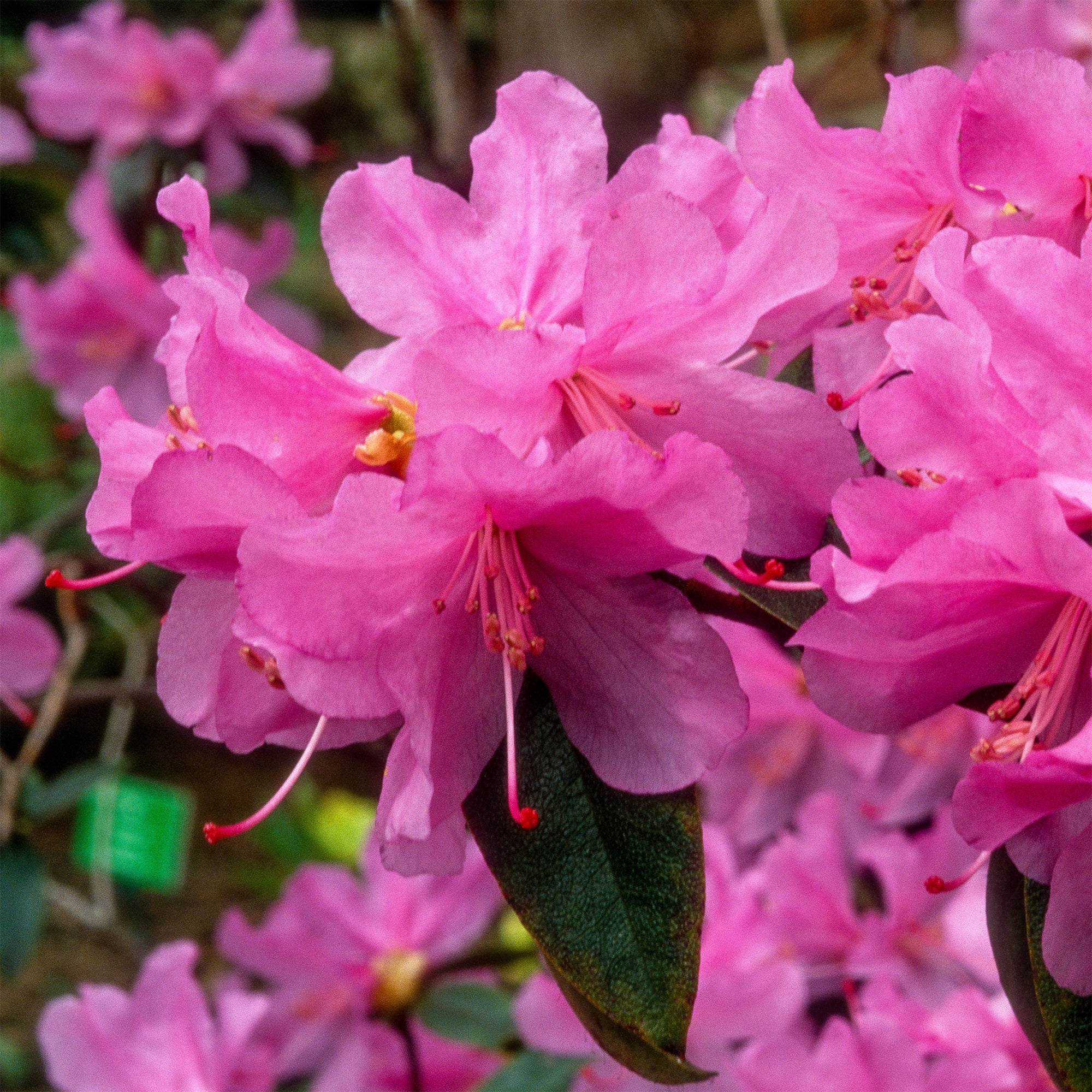 Bakker Arbustes Rhododendron précoce arbuste pot 12cm rose