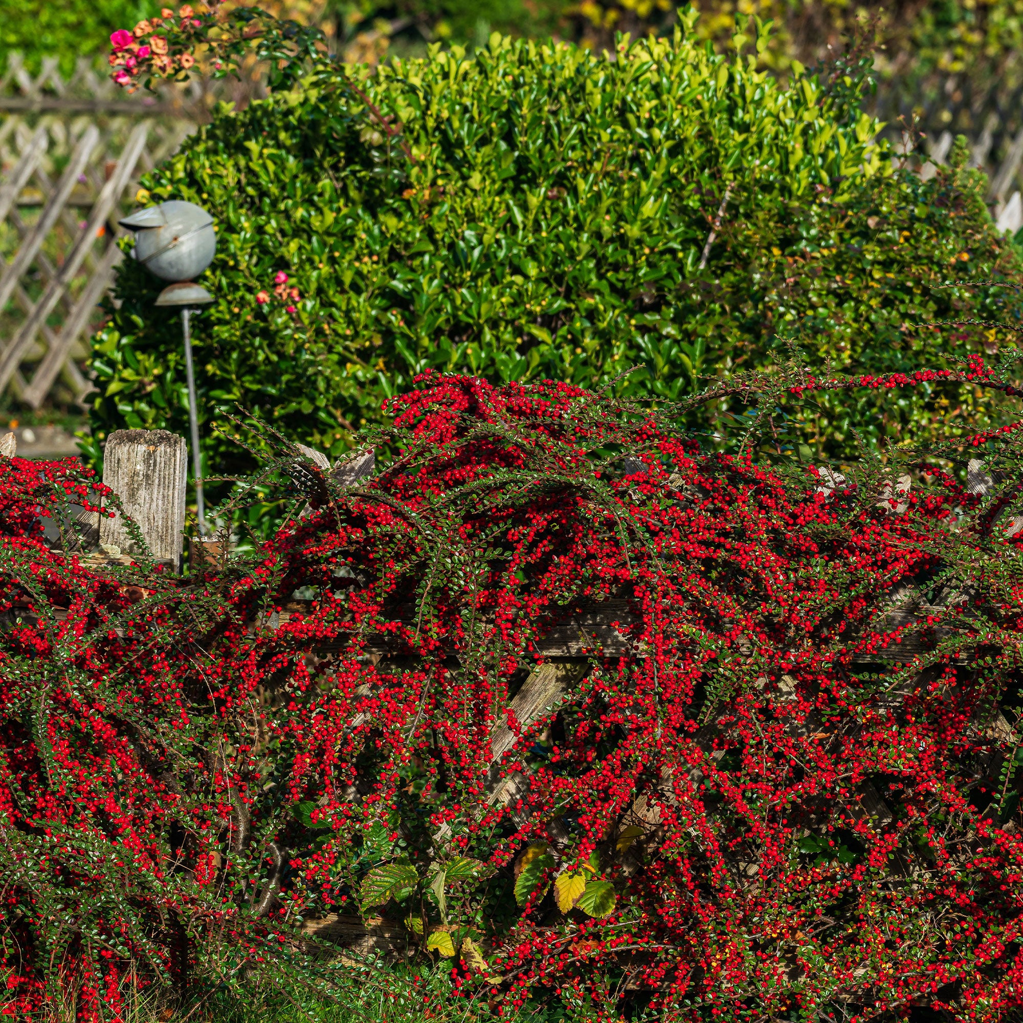 Bakker Cotoneaster rampant arbuste pot 1,5L 20-30cm