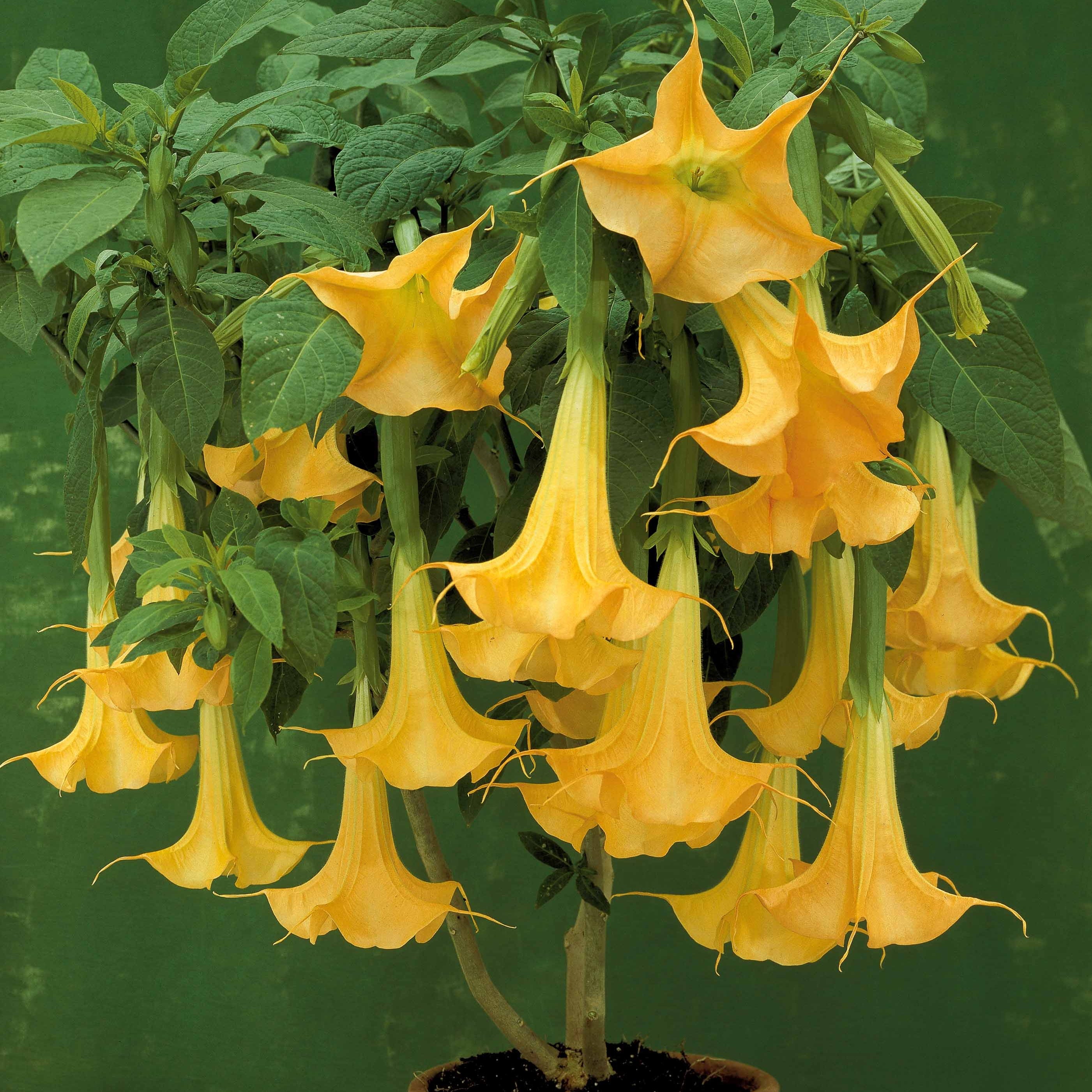 Bakker Brugmansias collection arbuste 3 pots 9cm mixte