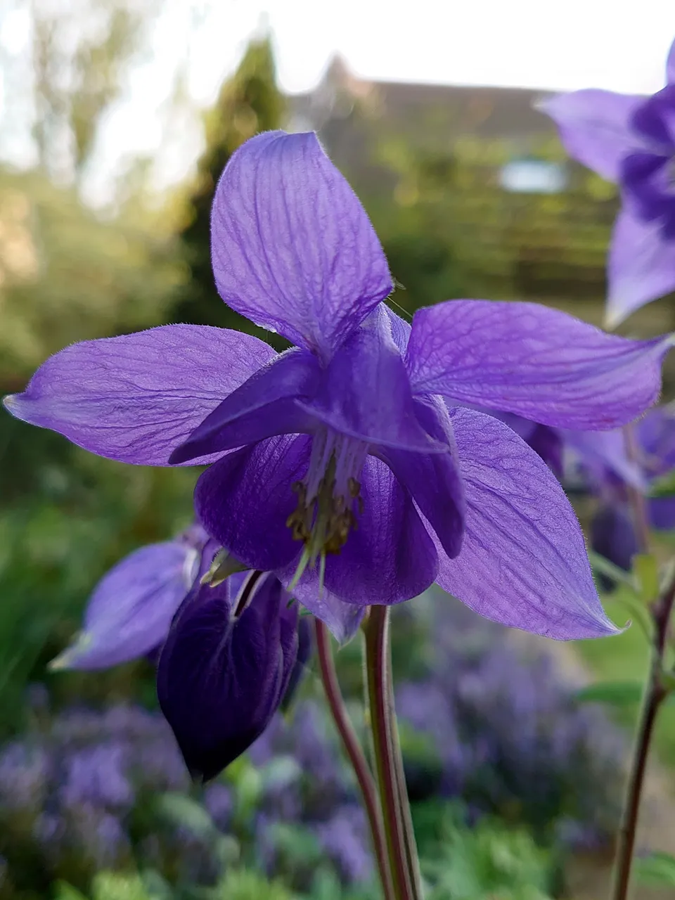 Passion Vivaces Aquilegia ancolie godet fleurs à éperons