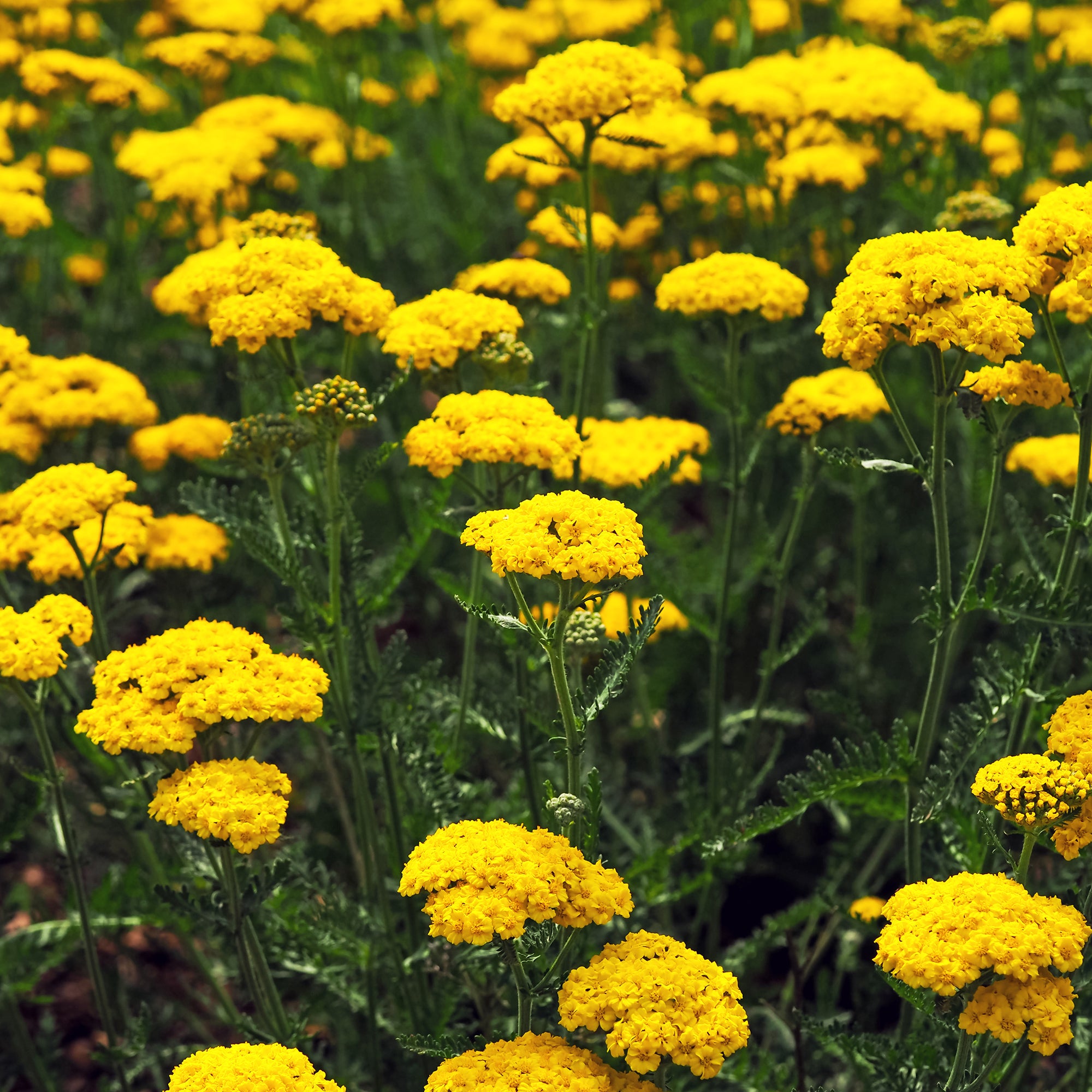 Bakker Plantes d'extérieur Massif 50 vivaces assorties 6m²