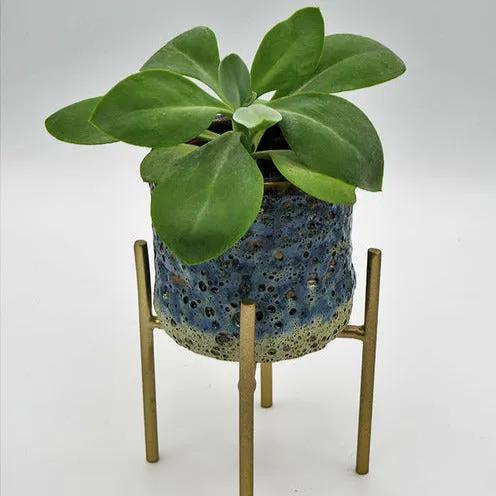Bakker Helenium séneçon pot Ø12cm feuillage bleu